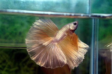 Betta Fish for Sale .
